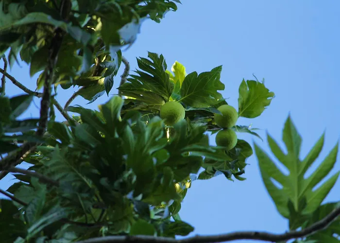 Pousada Fruta PãoPousada